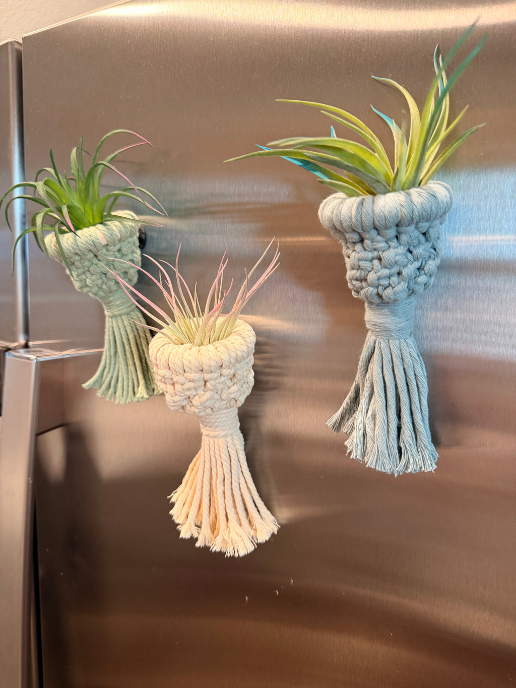 Air Plant Pod Magnets