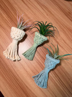 Air Plant Pod Magnets